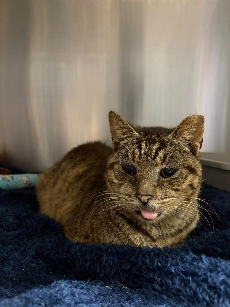 Bronx, Adoptable, Senior Male Domestic Short Hair.