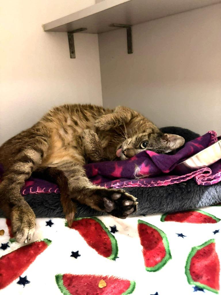 Bronx, a Adoptable mixed breed in Sebastian, FL image 4/6