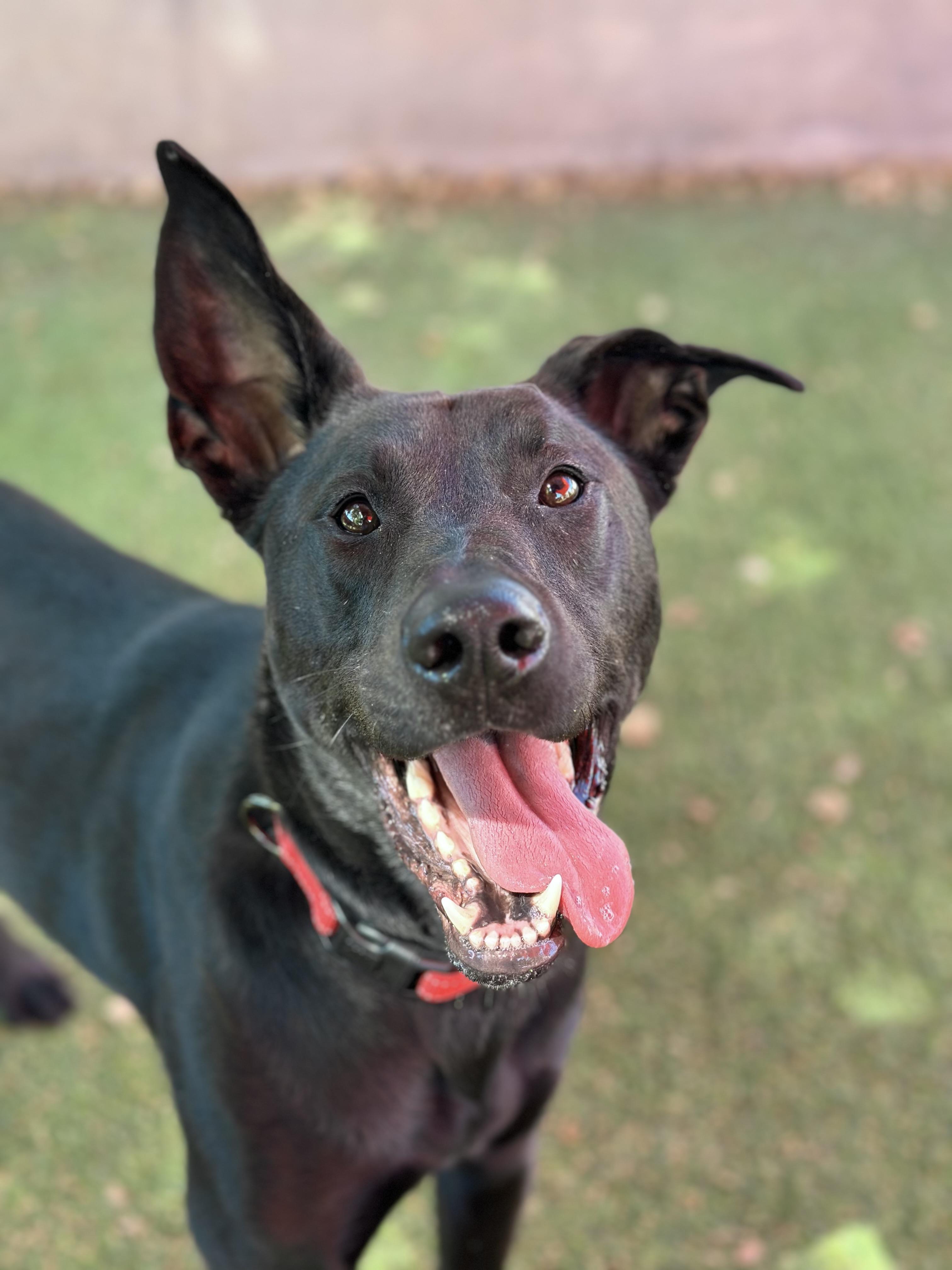 Walter, Adult Male Black Labrador Retriever