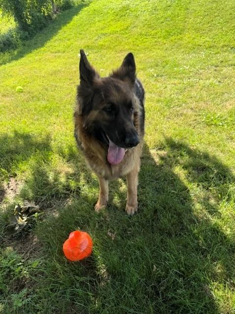 Tonka, ADOPTABLE, Adult Male German Shepherd Dog.