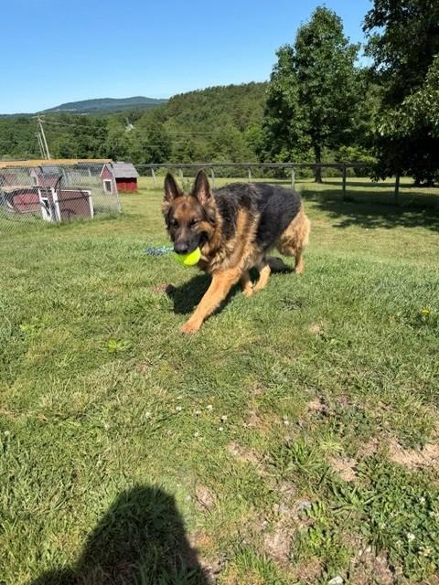 Tonka, a ADOPTABLE German Shepherd Dog in Augusta, WV image 4/4