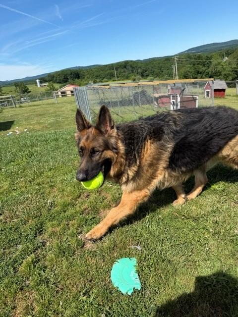 Tonka, a ADOPTABLE German Shepherd Dog in Augusta, WV image 2/4