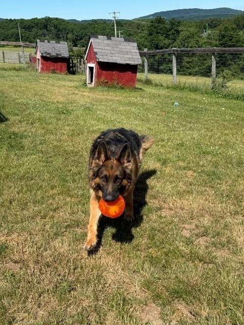 Tonka, a ADOPTABLE German Shepherd Dog in Augusta, WV image 3/4