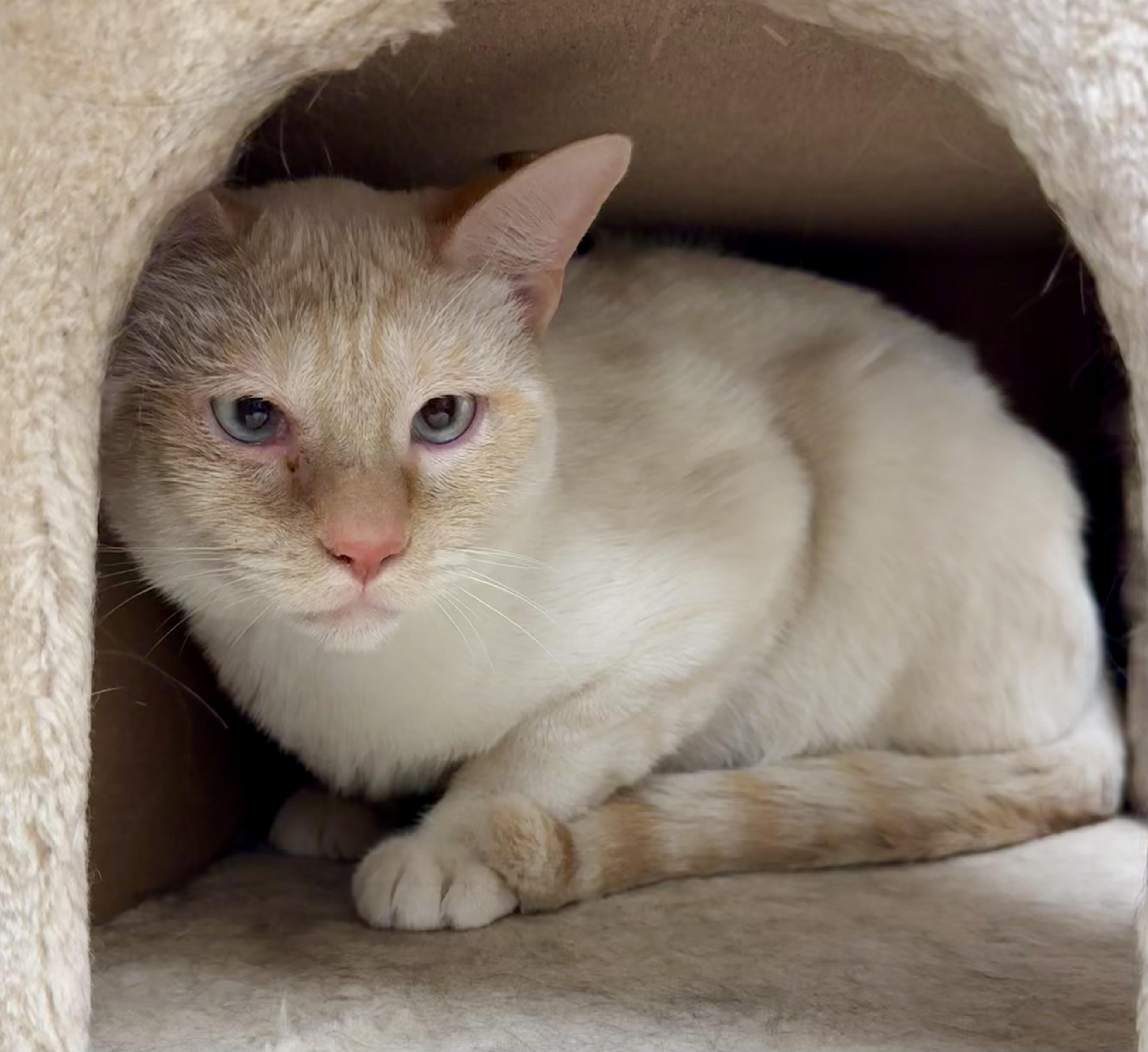 Mack, a Adoptable mixed breed in Pocatello, ID image 3/5