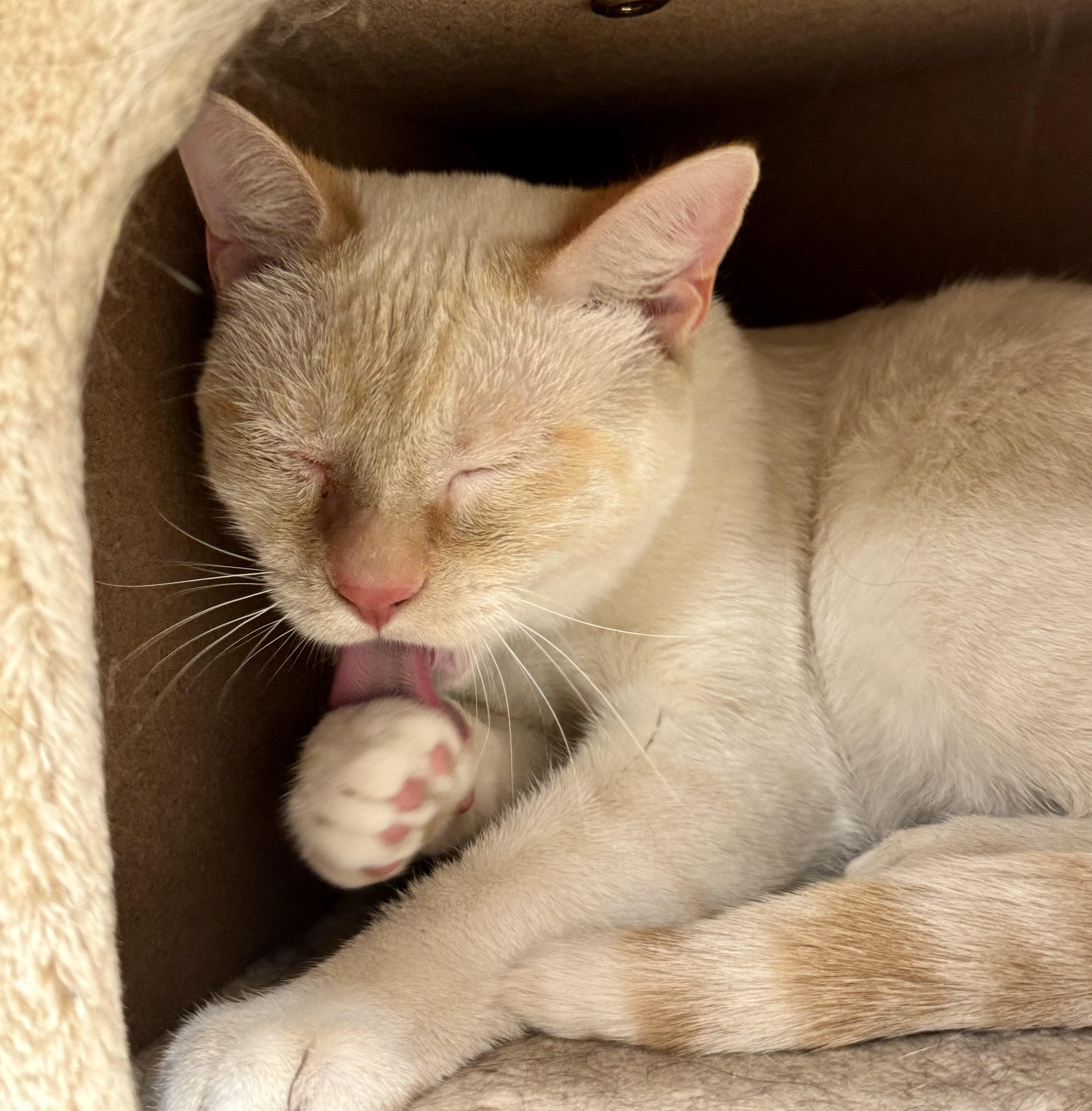 Mack, a Adoptable mixed breed in Pocatello, ID image 2/5
