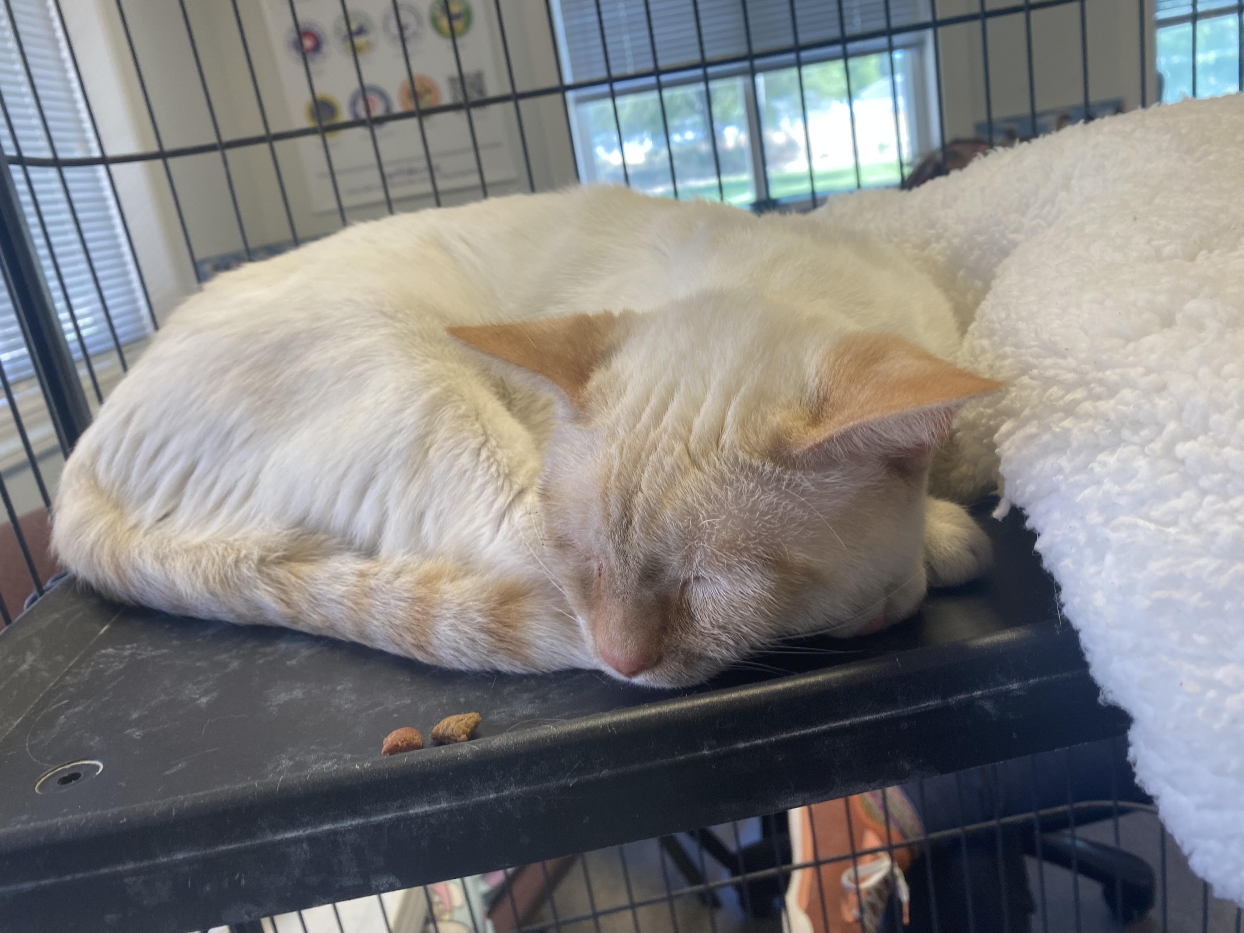 Mack, a Adoptable mixed breed in Pocatello, ID image 5/5