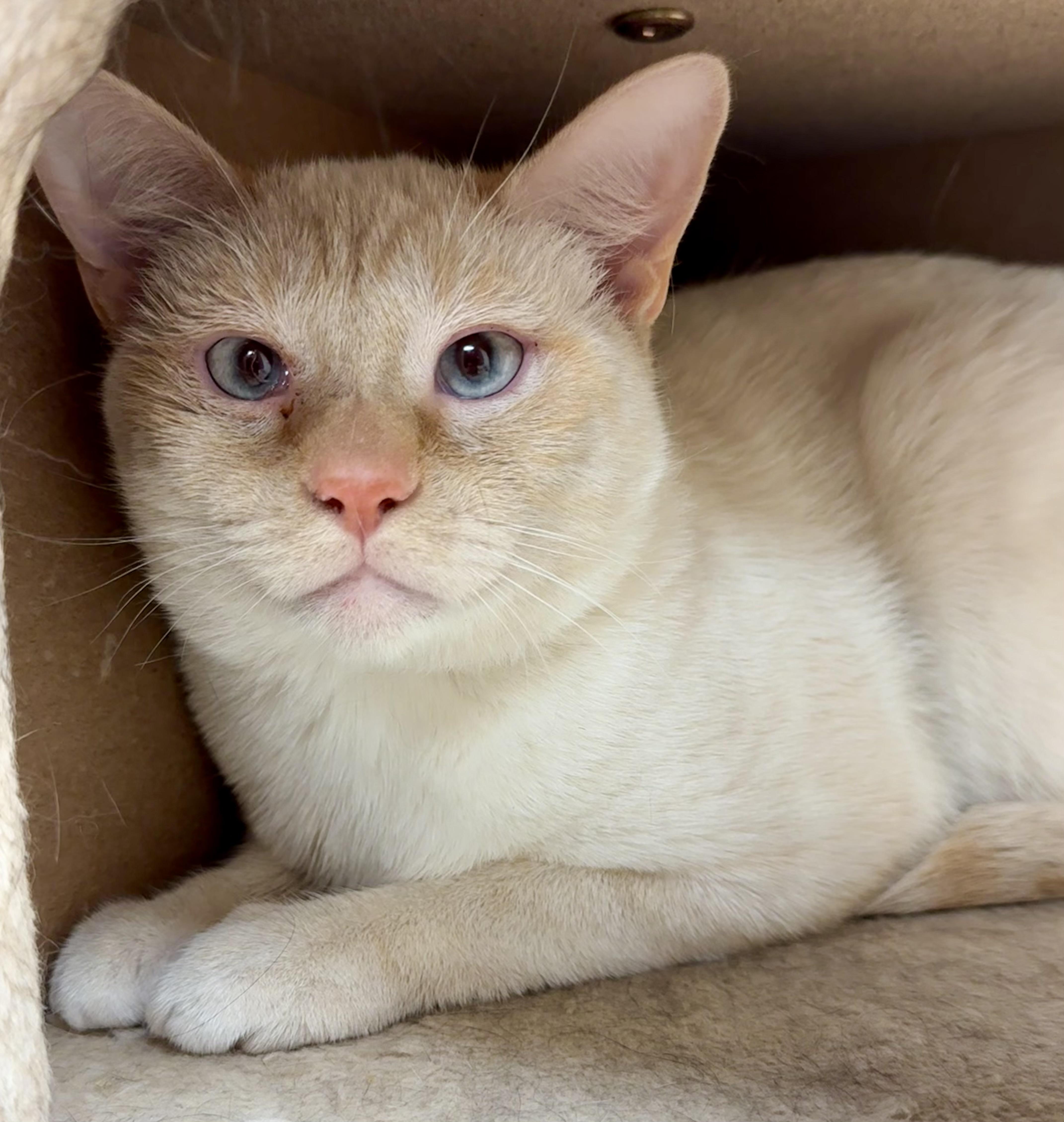 Mack, a Adoptable mixed breed in Pocatello, ID image 1/5