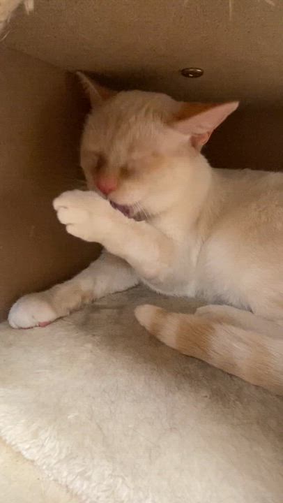 Enlarge Mack, a Adoptable mixed breed in Pocatello, ID video 4/5