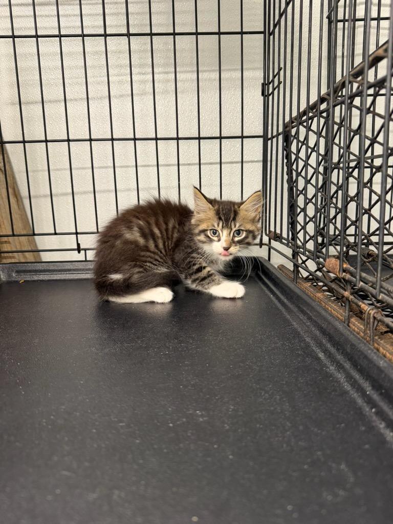Enlarge Puszek, a Adoptable mixed breed in Metter, GA image 1/1