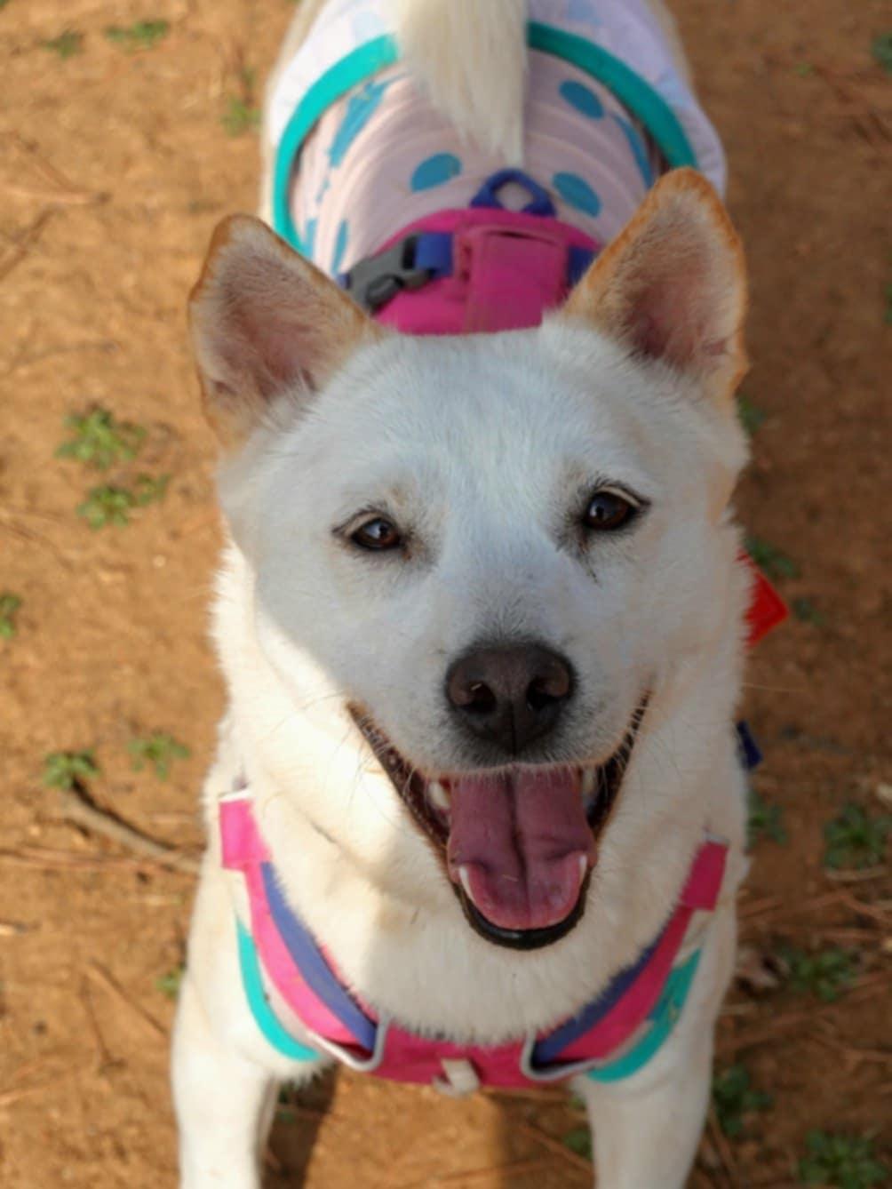 Baekmi, an adoptable Jindo in San Francisco, CA, 94115 | Photo Image 2