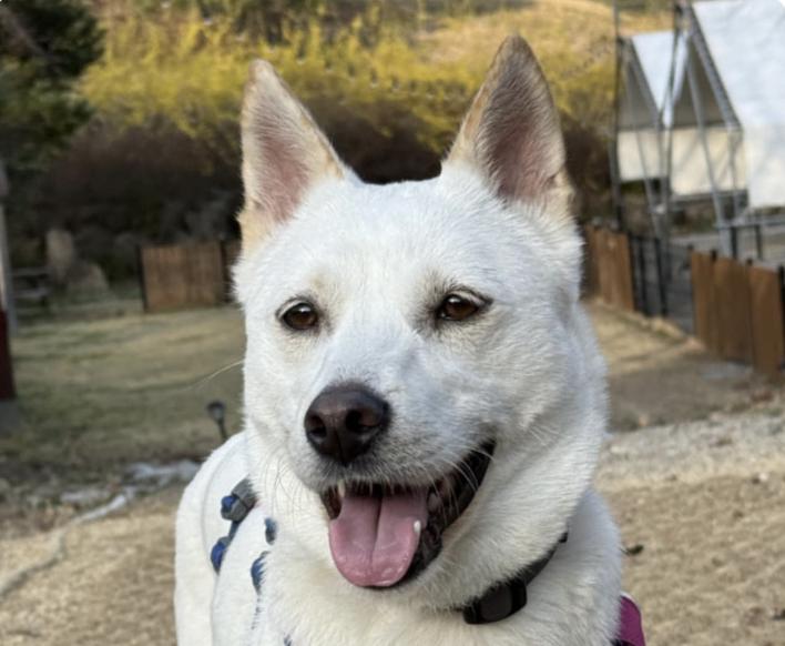 Baekmi, an adoptable Jindo in San Francisco, CA, 94115 | Photo Image 1