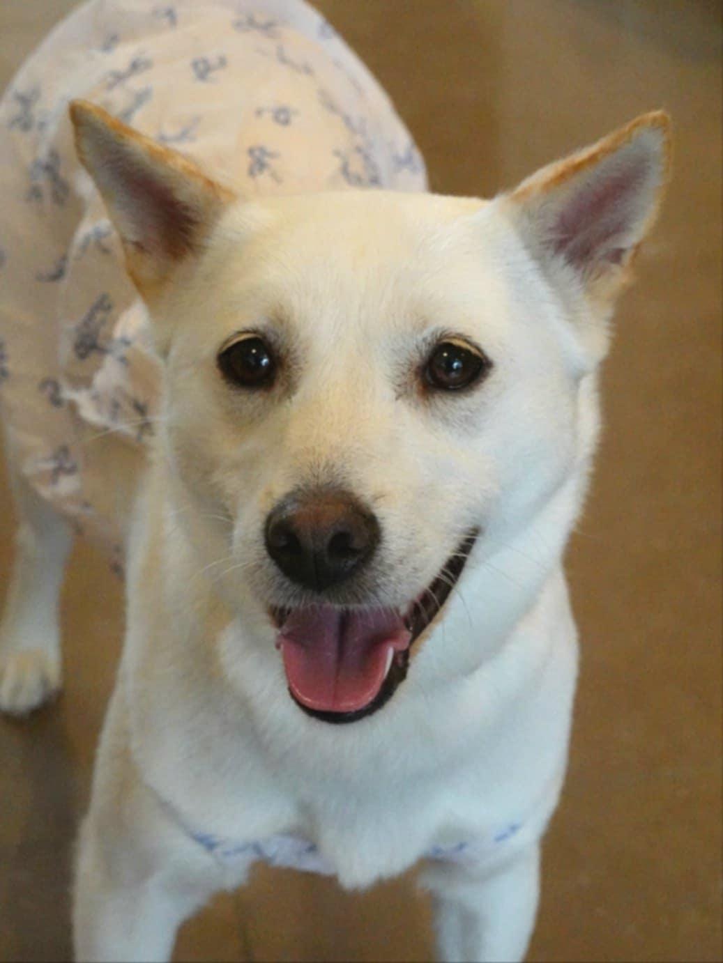 Baekmi, an adoptable Jindo in San Francisco, CA, 94115 | Photo Image 5
