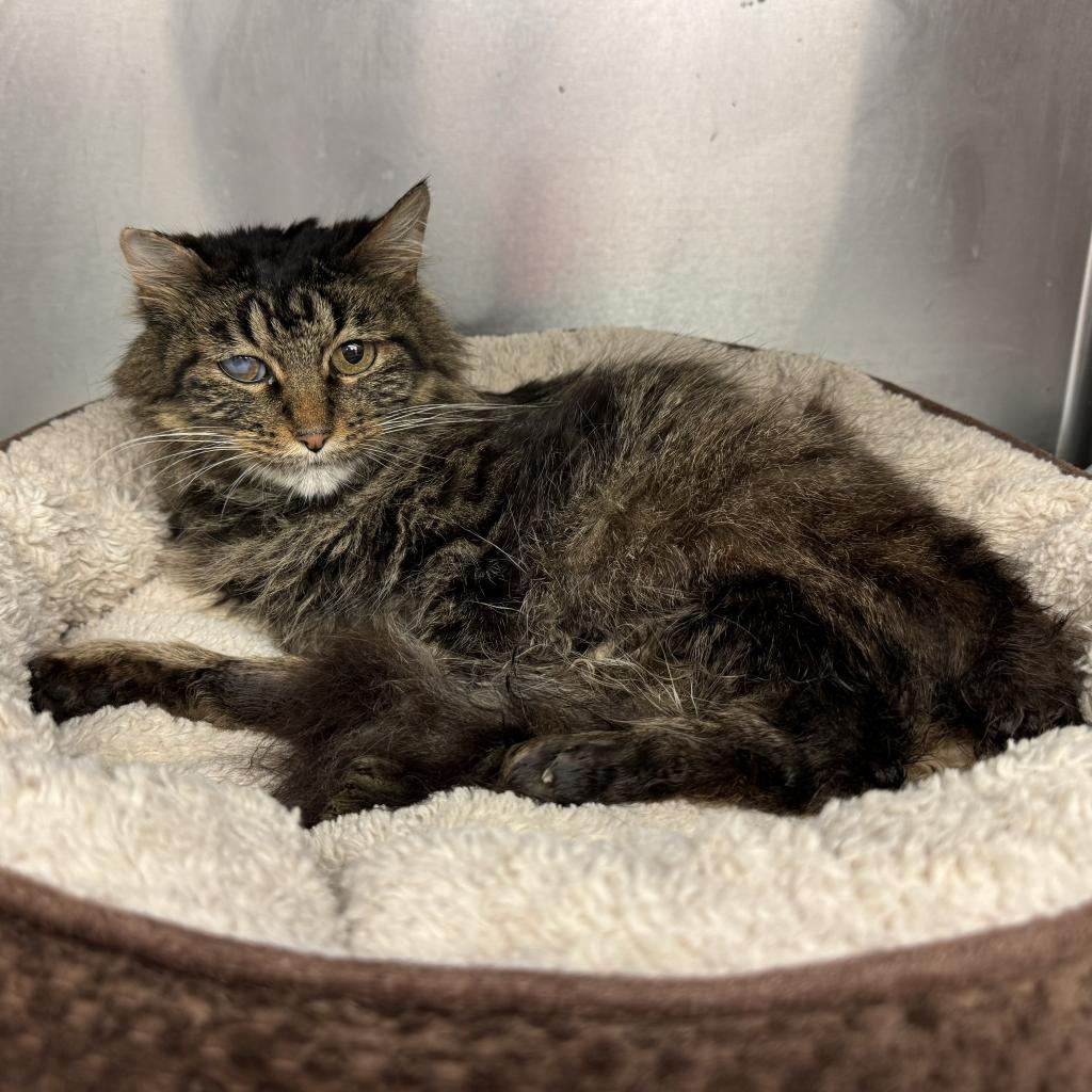 Jolene — thumbnail 3