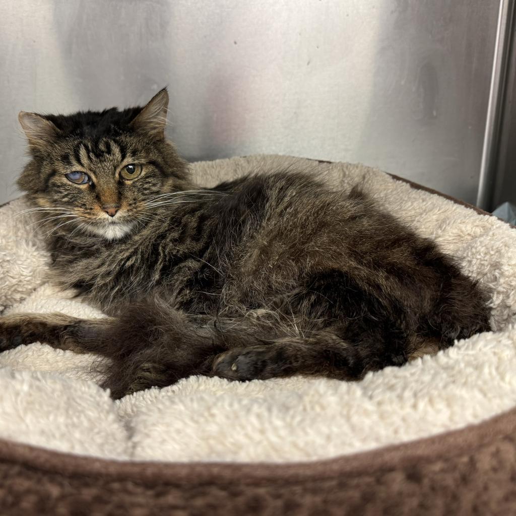 Jolene — thumbnail 4