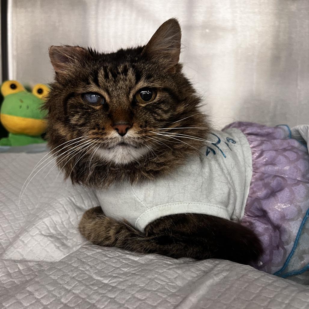 Jolene — thumbnail 5