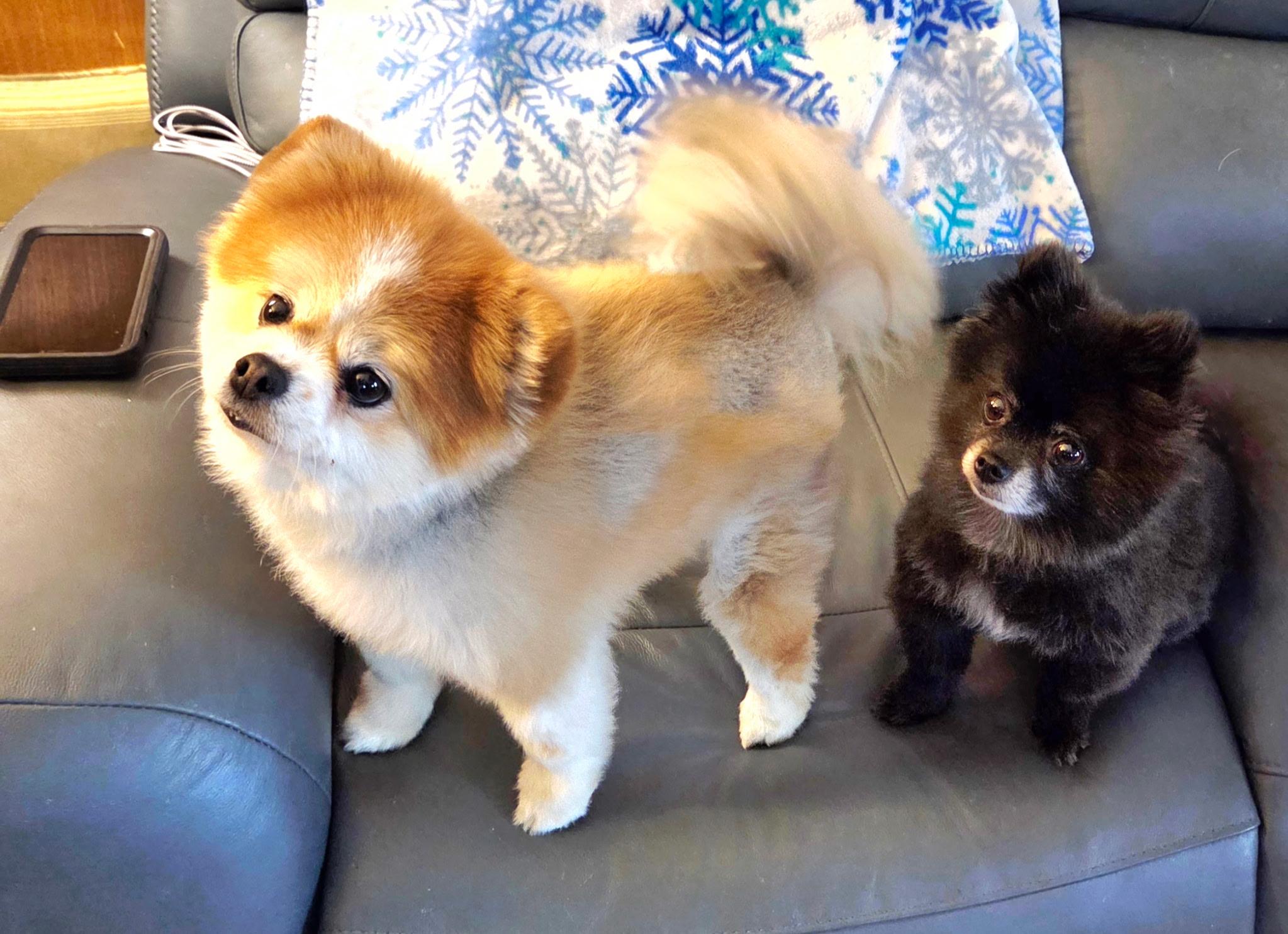 Ursa & Mocha, ADOPTABLE, Adult Female Pomeranian.
