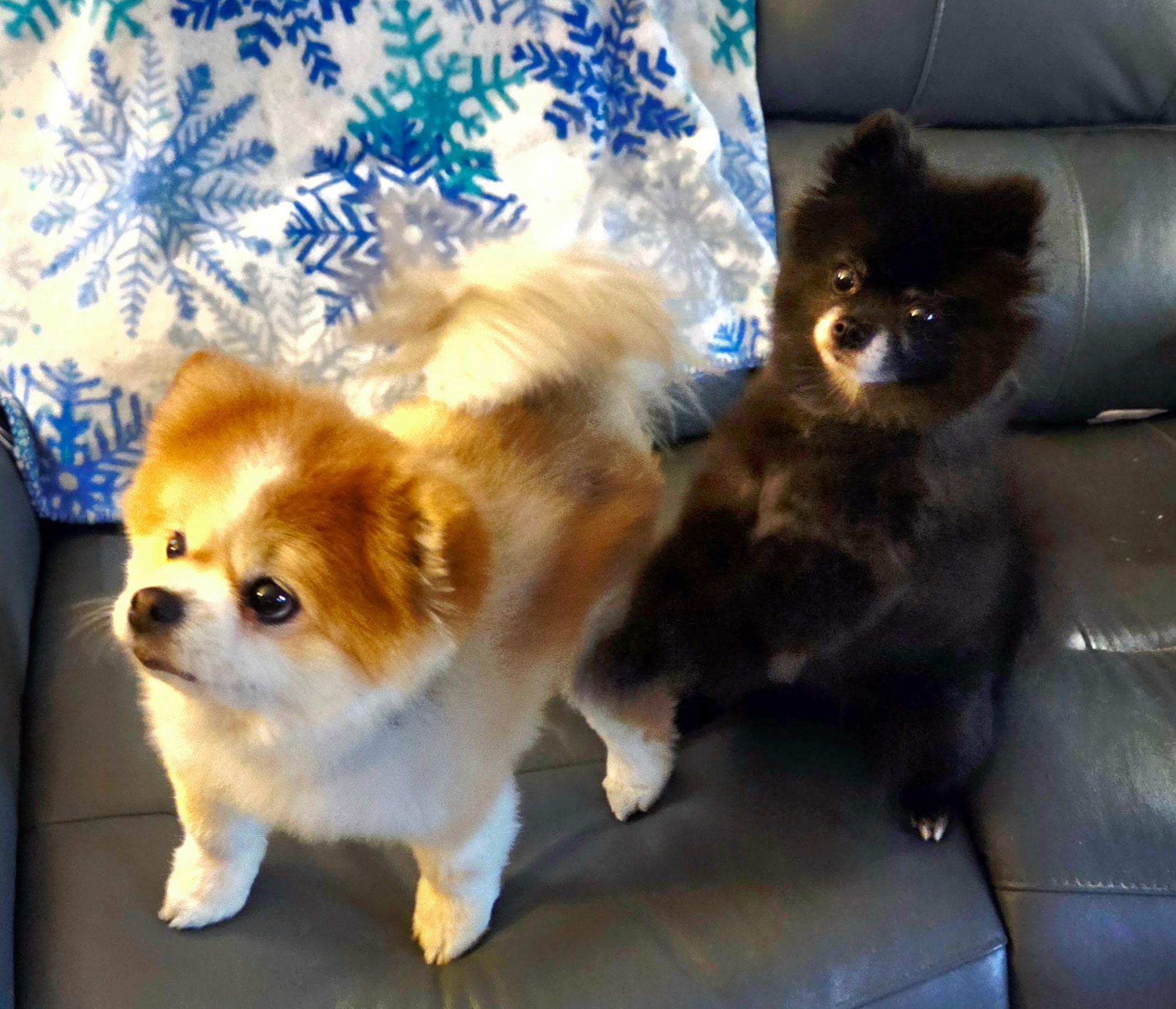 Enlarge Ursa & Mocha, a ADOPTABLE Pomeranian in Overland Park, KS image 3/5