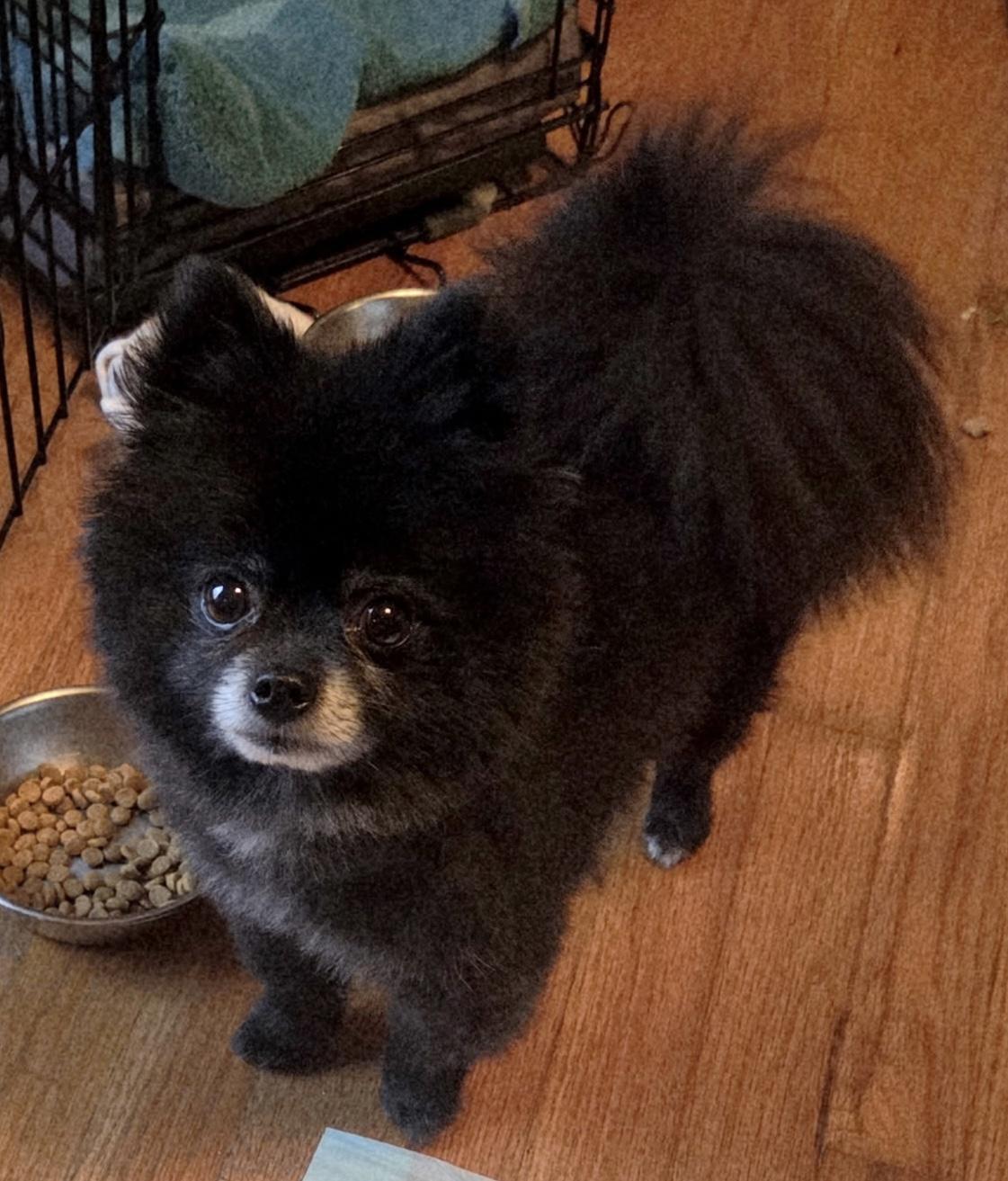 Enlarge Ursa & Mocha, a ADOPTABLE Pomeranian in Overland Park, KS image 4/5