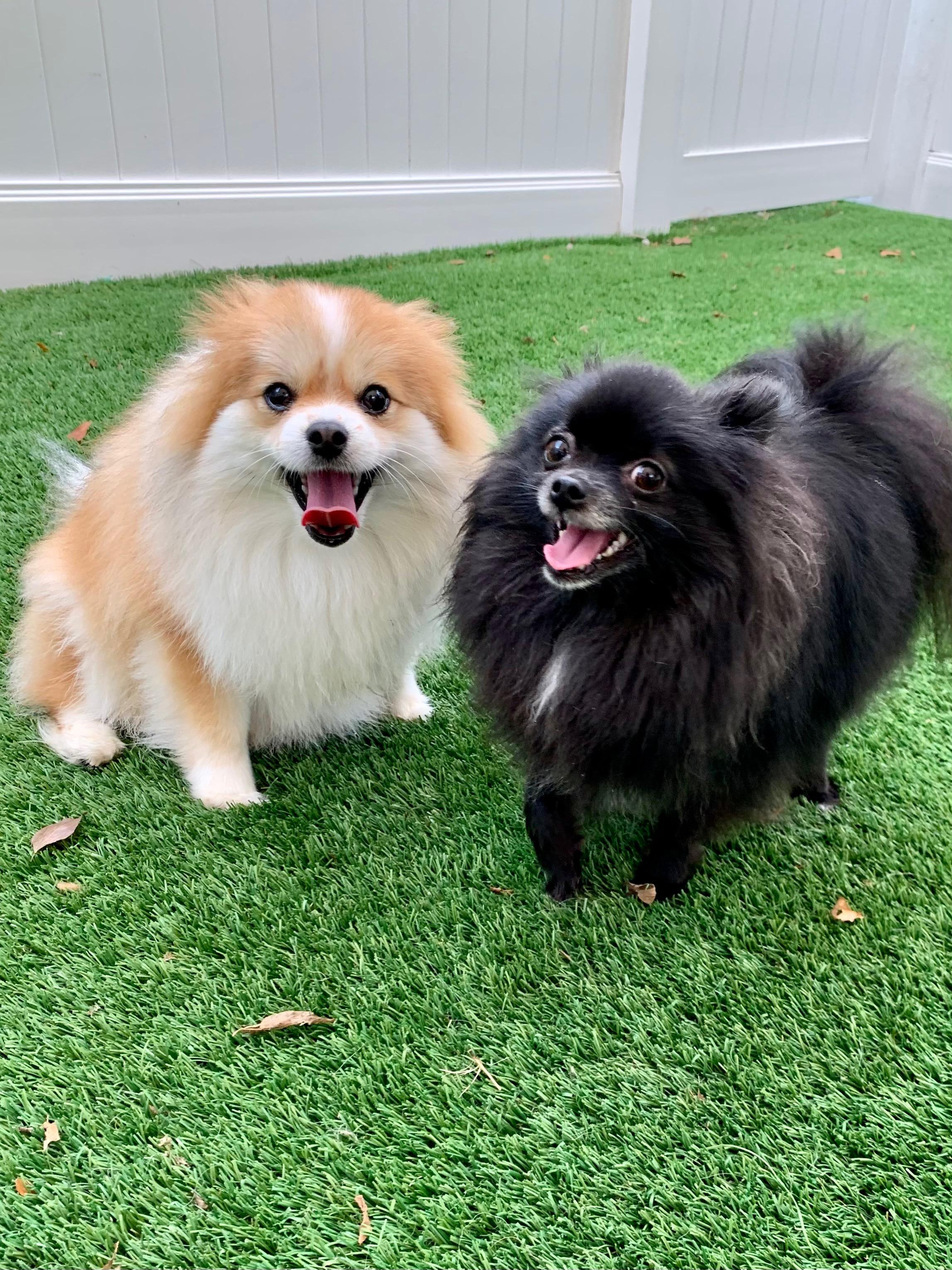 Enlarge Ursa & Mocha, a ADOPTABLE Pomeranian in Overland Park, KS image 1/5