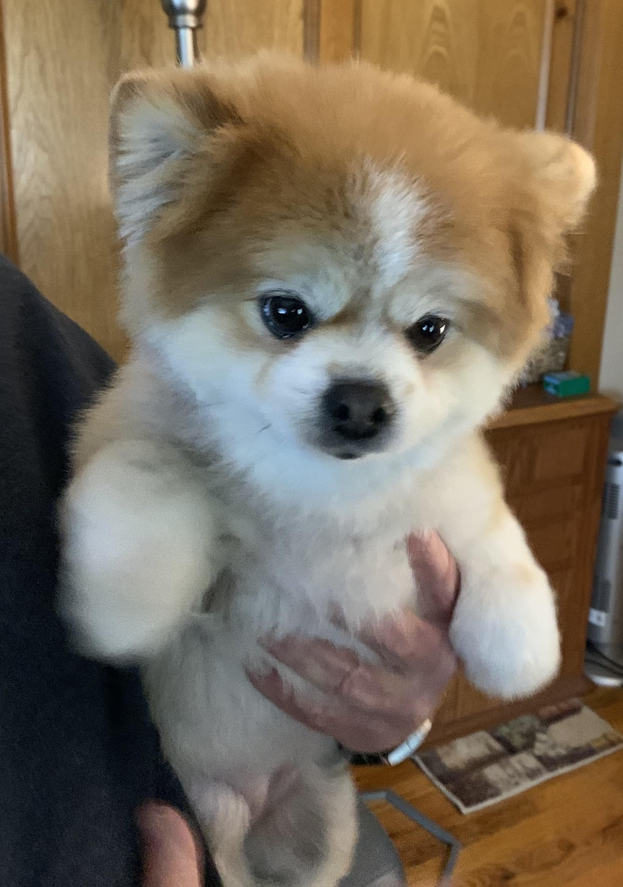 Enlarge Ursa & Mocha, a ADOPTABLE Pomeranian in Overland Park, KS image 5/5