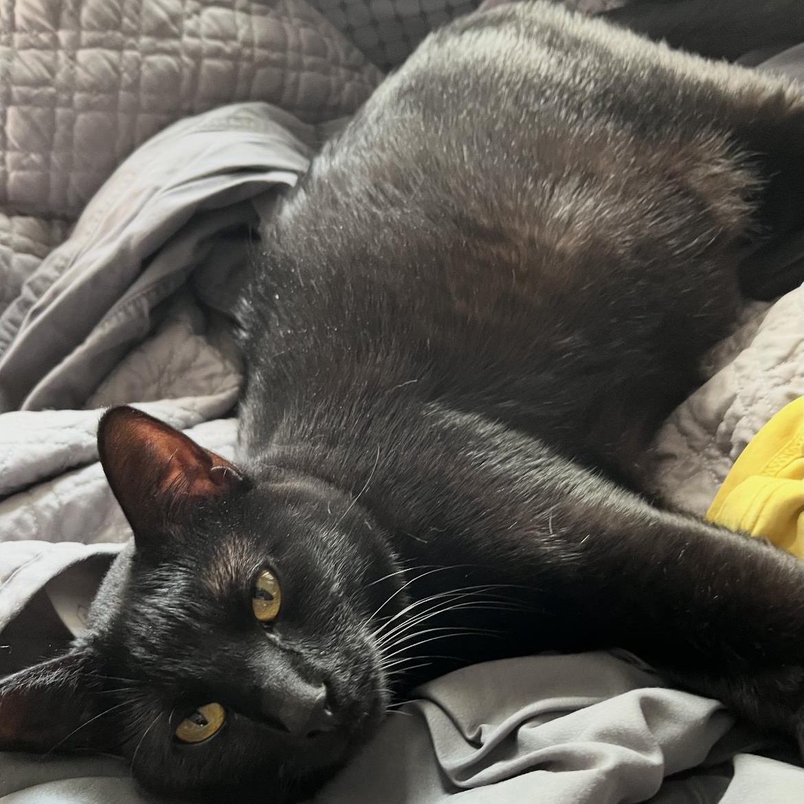 Mickey, Adoptable, Adult Male Domestic Short Hair.