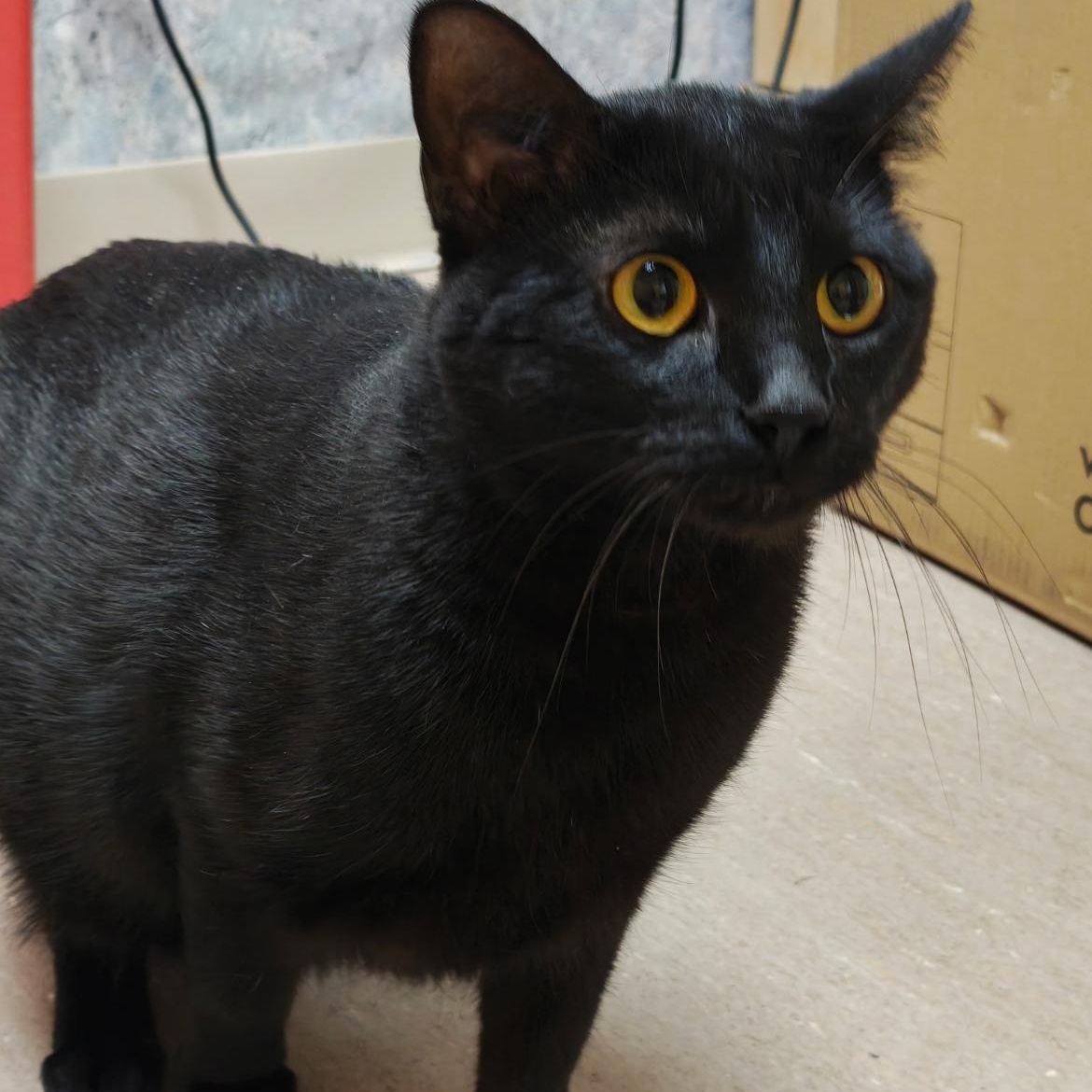 Enlarge Mickey, a Adoptable mixed breed in Omaha, NE image 3/4