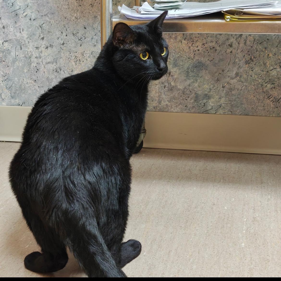 Enlarge Mickey, a Adoptable mixed breed in Omaha, NE image 4/4