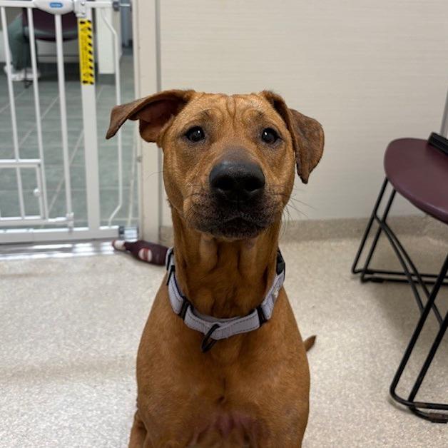 Myla, Adoptable, Adult Female Shar-Pei & Shepherd.