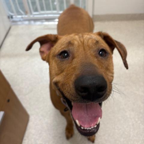 Enlarge Myla, a Adoptable mixed breed in Novelty, OH image 2/6