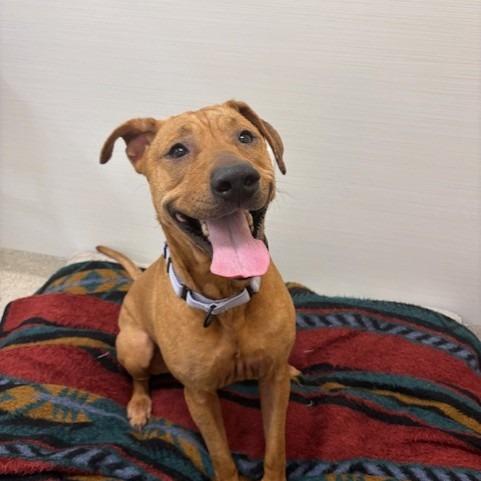Enlarge Myla, a Adoptable mixed breed in Novelty, OH image 3/6