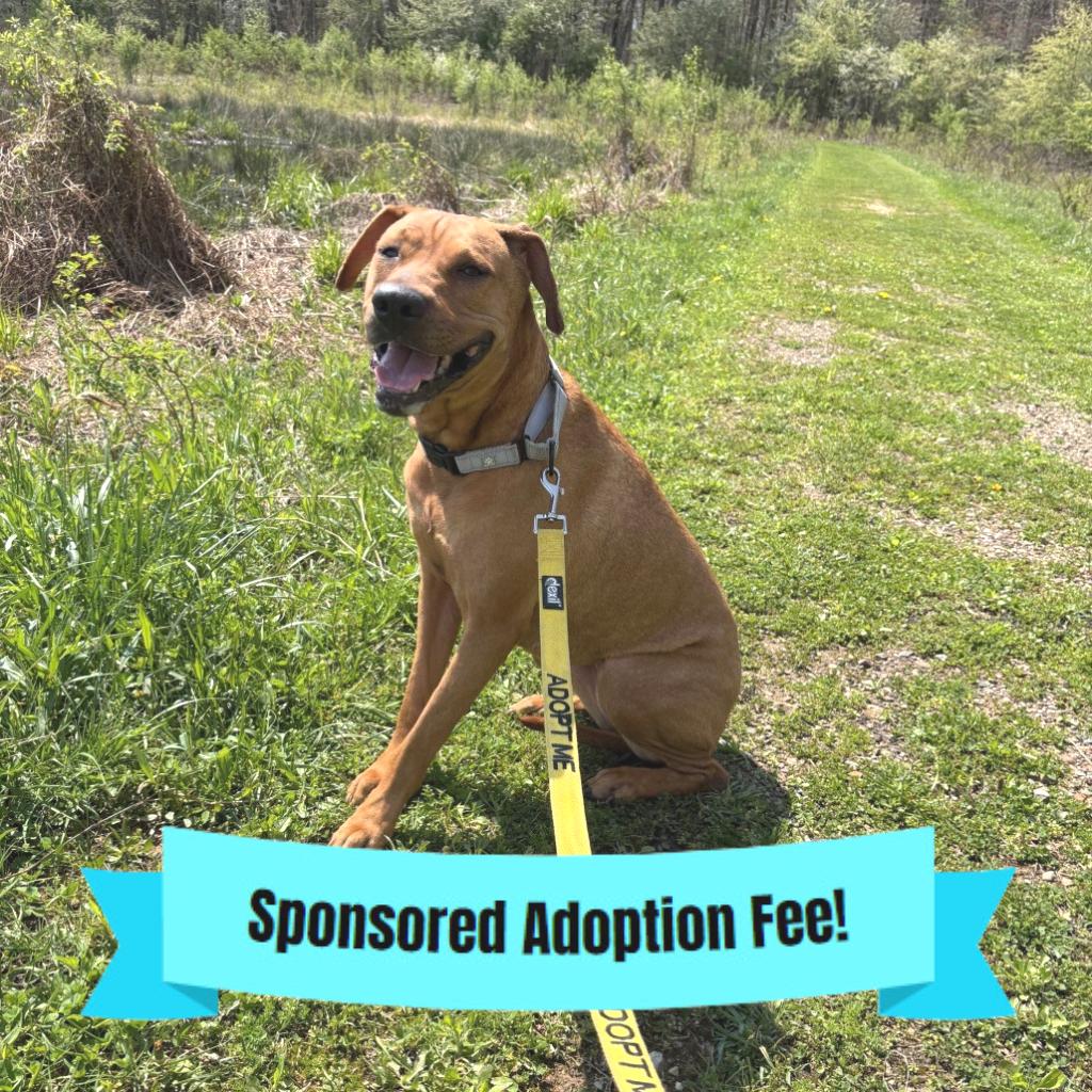 Enlarge Myla, a Adoptable mixed breed in Novelty, OH image 4/6
