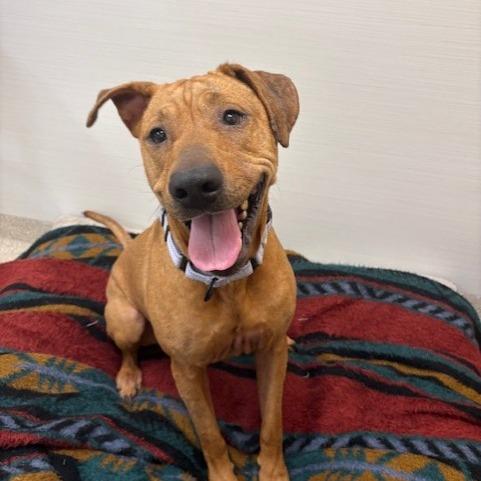 Enlarge Myla, a Adoptable mixed breed in Novelty, OH image 5/6