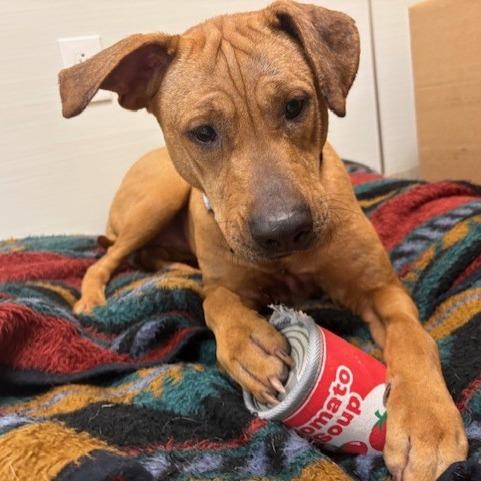 Enlarge Myla, a Adoptable mixed breed in Novelty, OH image 6/6