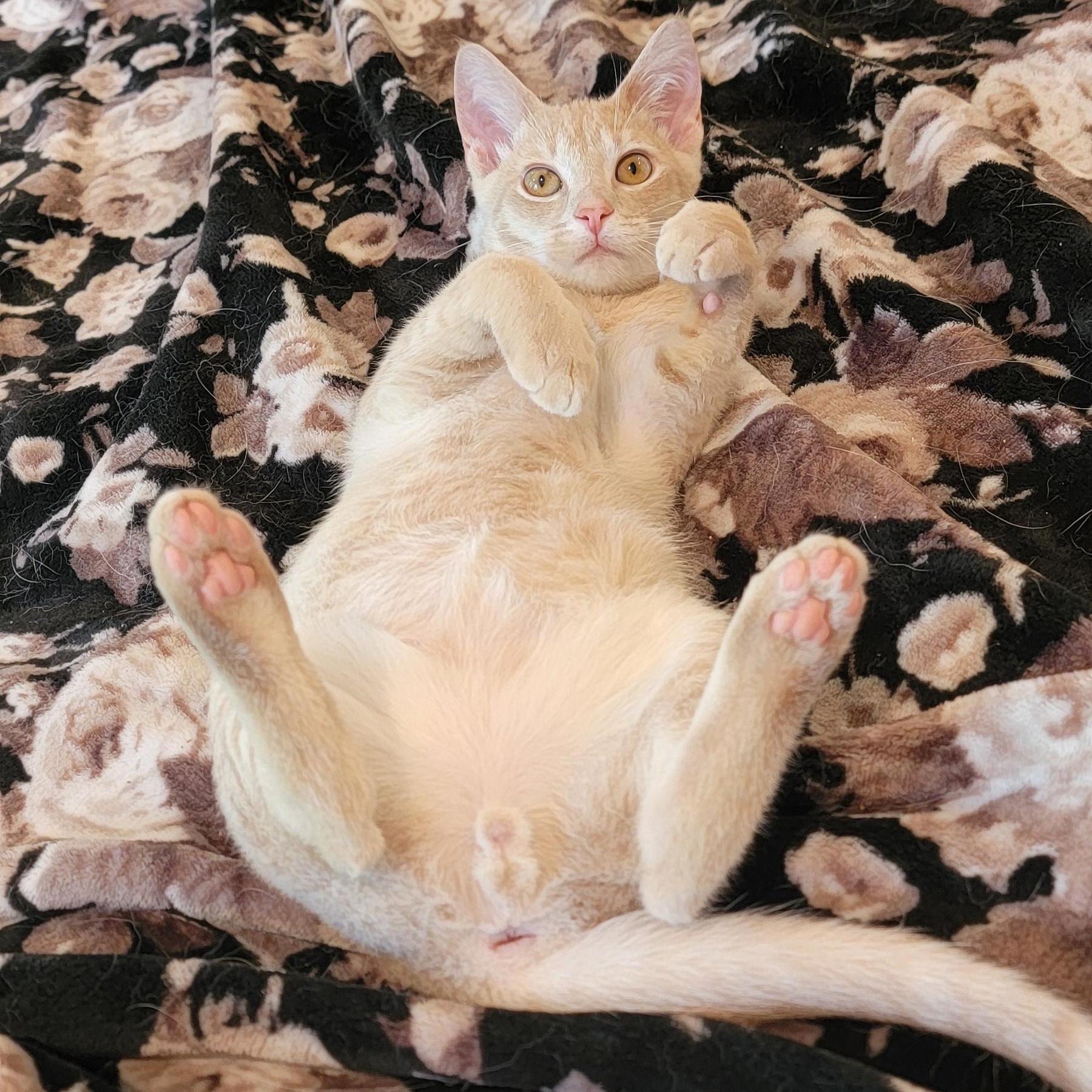 Jeffrey, a ADOPTABLE Domestic Short Hair in Wyandotte, MI image 5/6