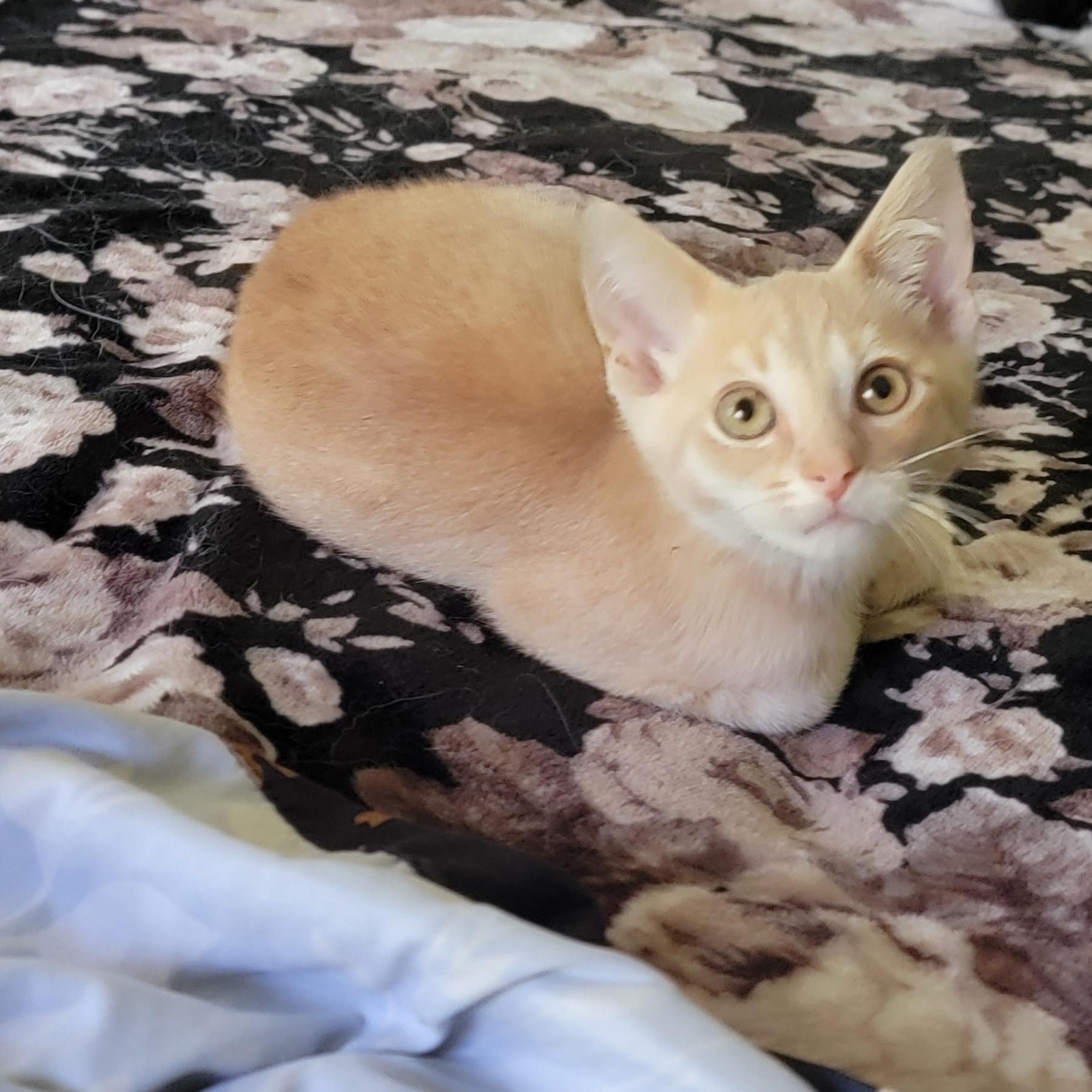 Enlarge Jeffrey, a ADOPTABLE Domestic Short Hair in Wyandotte, MI image 3/6
