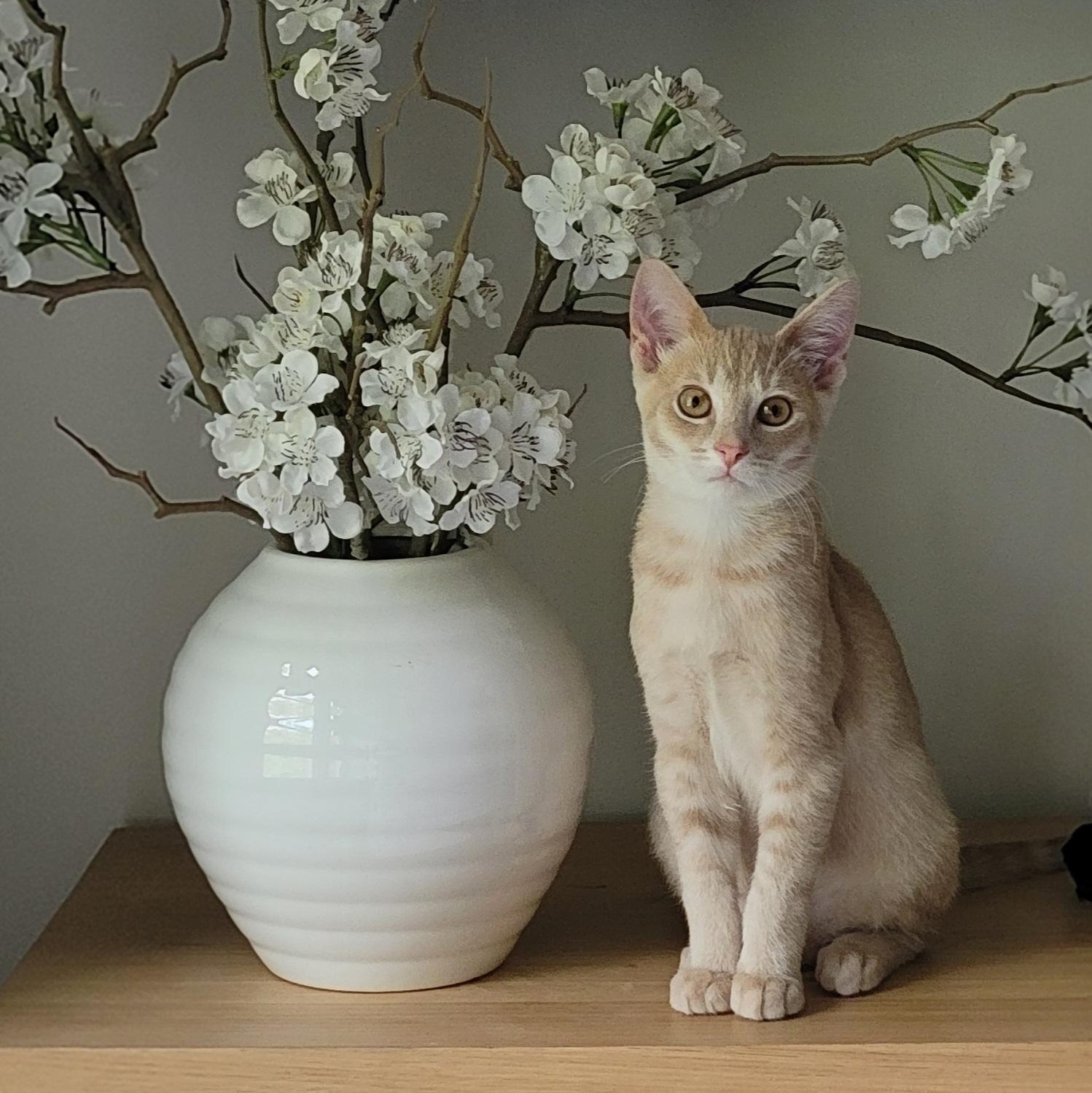 Jeffrey, ADOPTABLE, Kitten Male Domestic Short Hair.