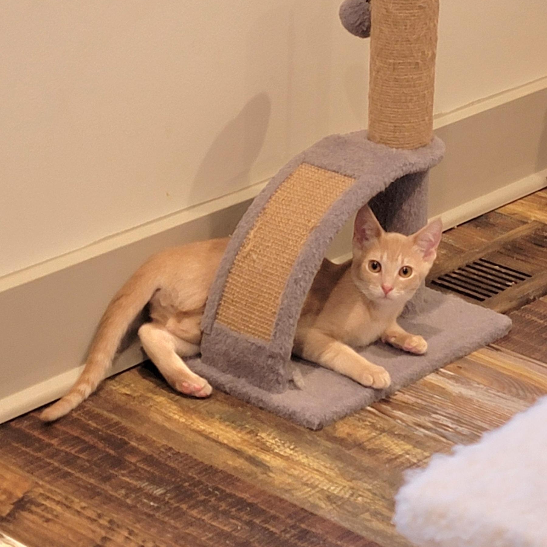 Jeffrey, a ADOPTABLE Domestic Short Hair in Wyandotte, MI image 6/6