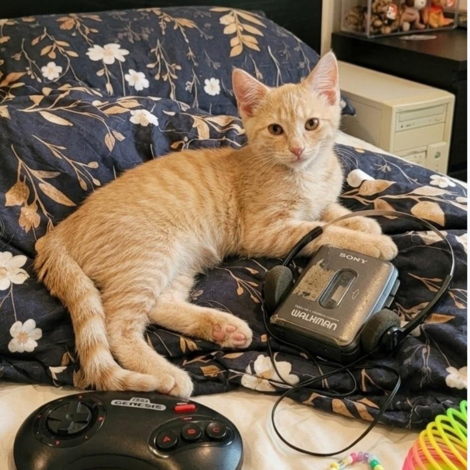 Enlarge Jeffrey, a ADOPTABLE Domestic Short Hair in Wyandotte, MI image 2/6