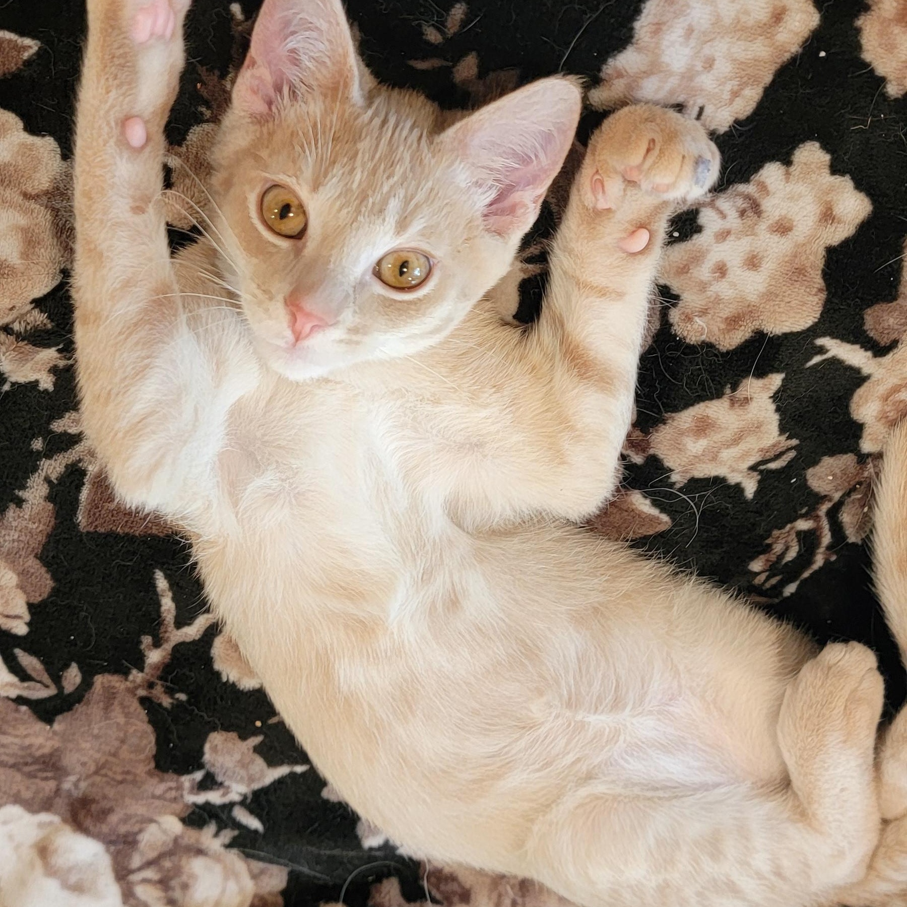 Jeffrey, a ADOPTABLE Domestic Short Hair in Wyandotte, MI image 2/6