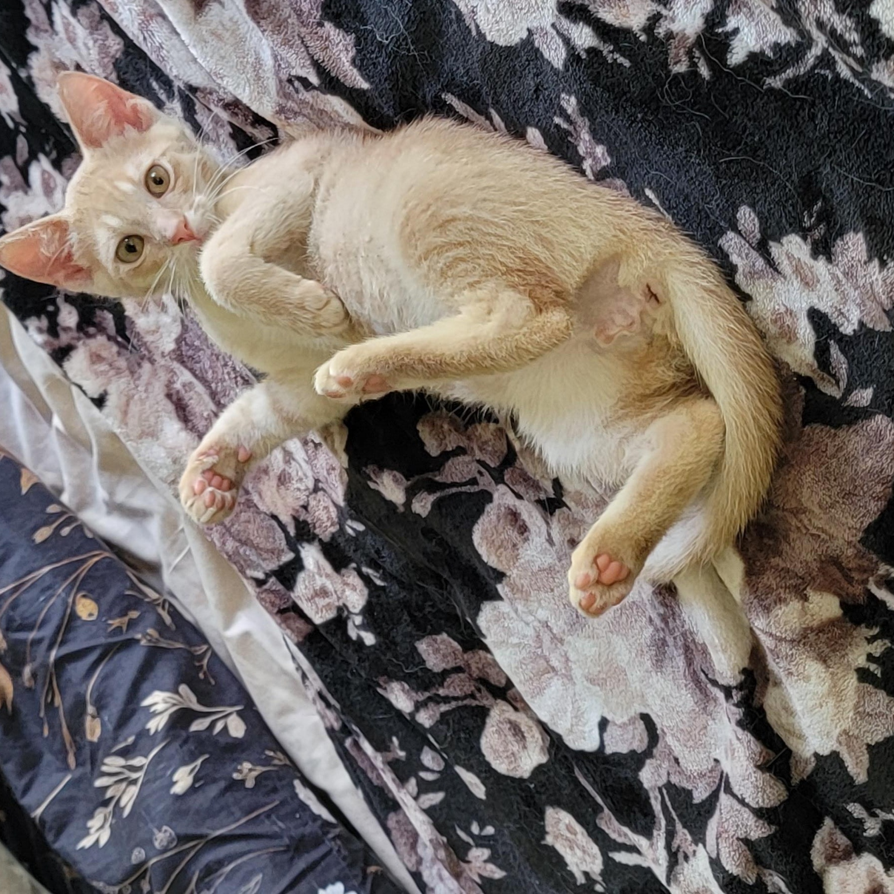 Enlarge Jeffrey, a ADOPTABLE Domestic Short Hair in Wyandotte, MI image 5/6