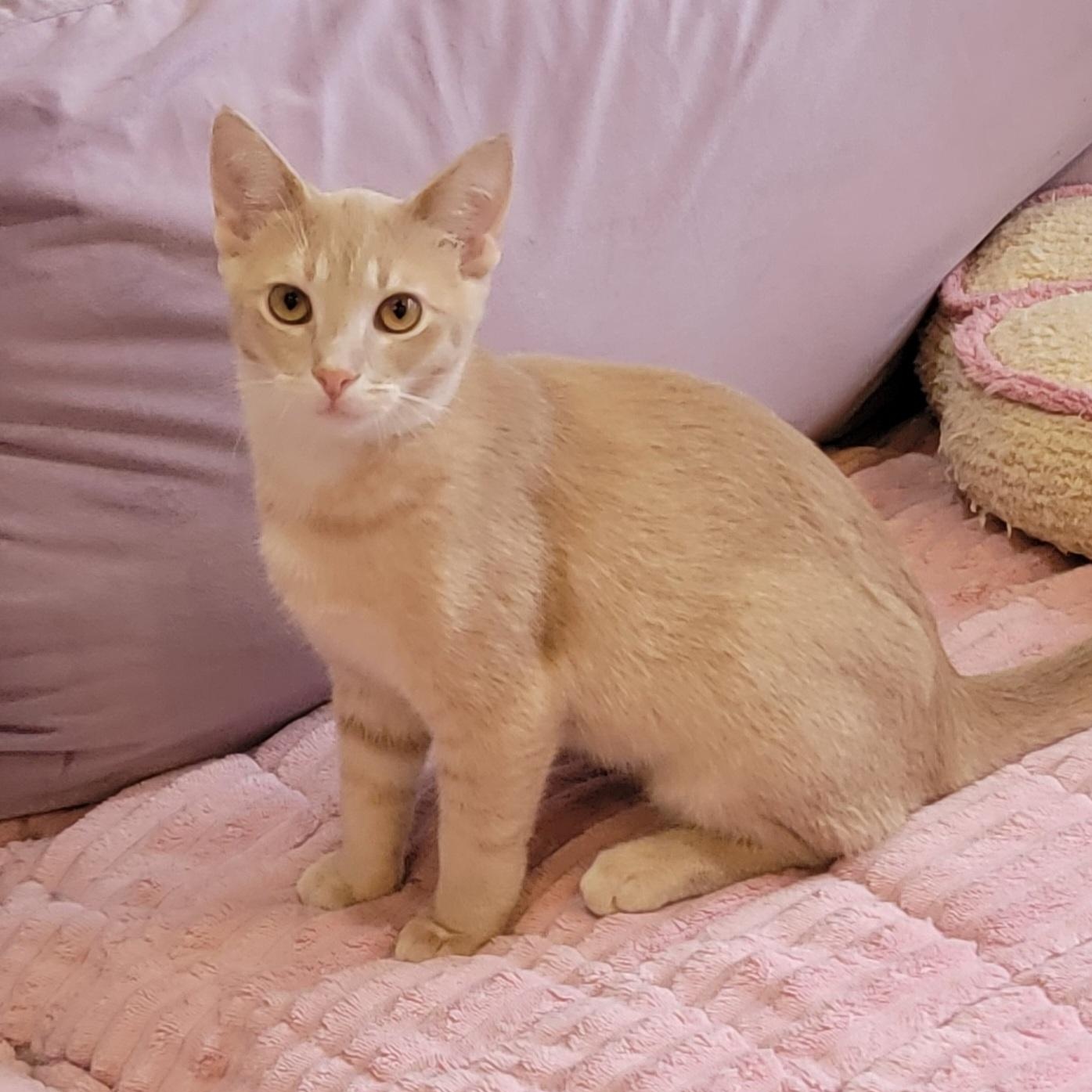 Enlarge Jeffrey, a ADOPTABLE Domestic Short Hair in Wyandotte, MI image 3/6