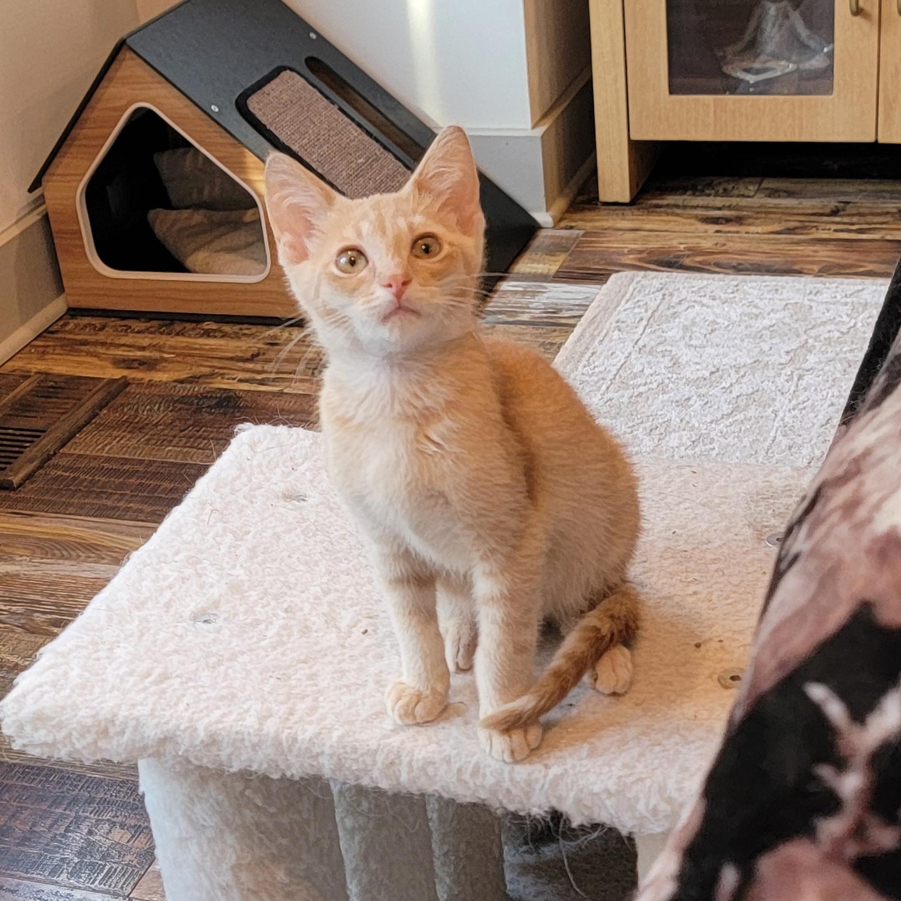 Enlarge Jeffrey, a ADOPTABLE Domestic Short Hair in Wyandotte, MI image 4/6