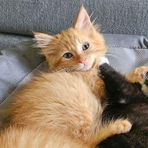 Cha-Cha, ADOPTABLE, Kitten Female Domestic Medium Hair.