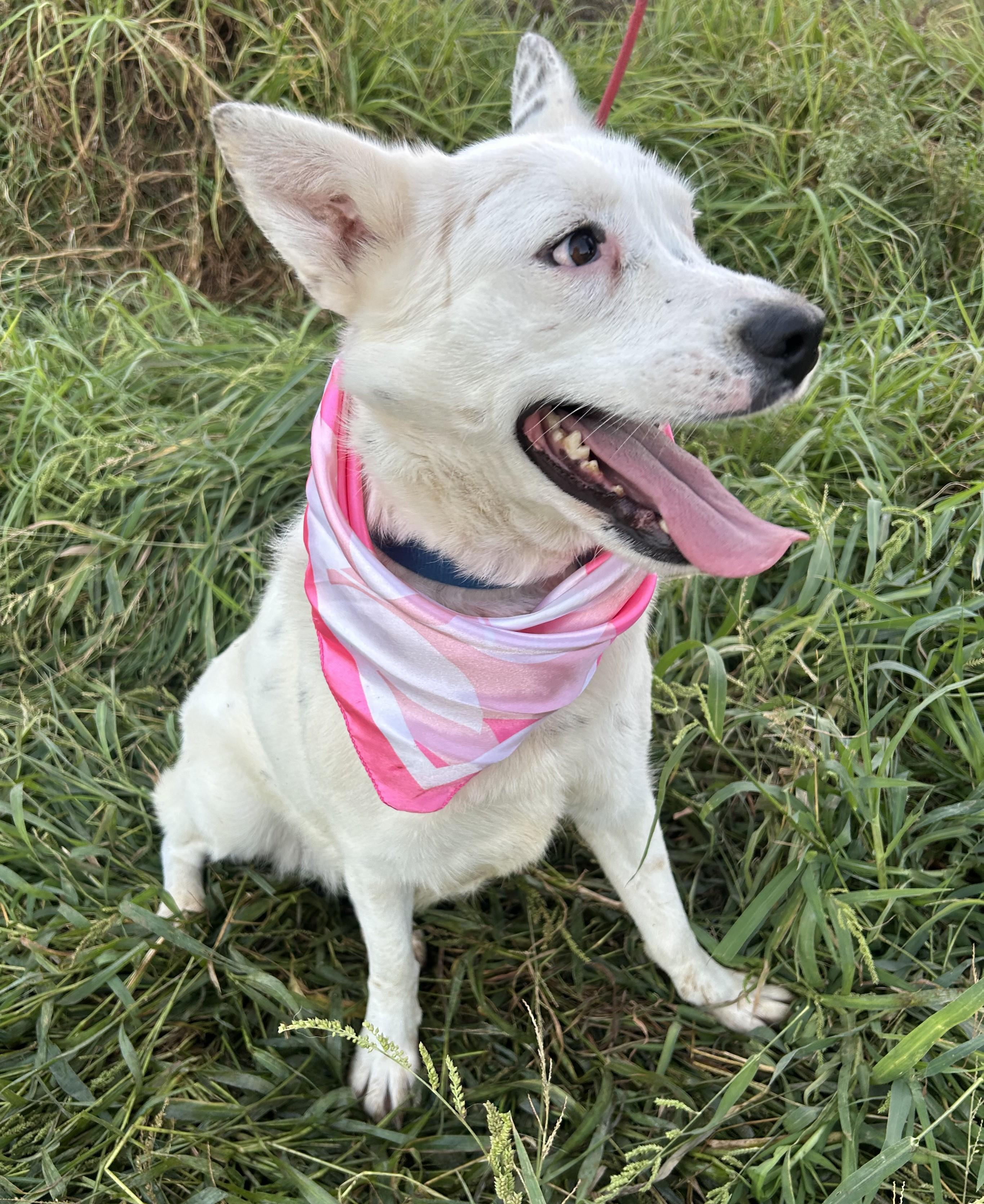 Enlarge BELLA, a Adoptable mixed breed in Bell Gardens, CA image 2/6