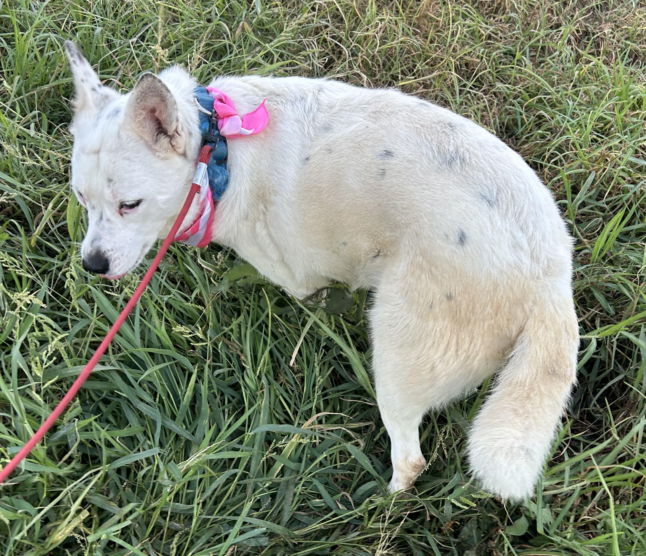 Enlarge BELLA, a Adoptable mixed breed in Bell Gardens, CA image 4/6