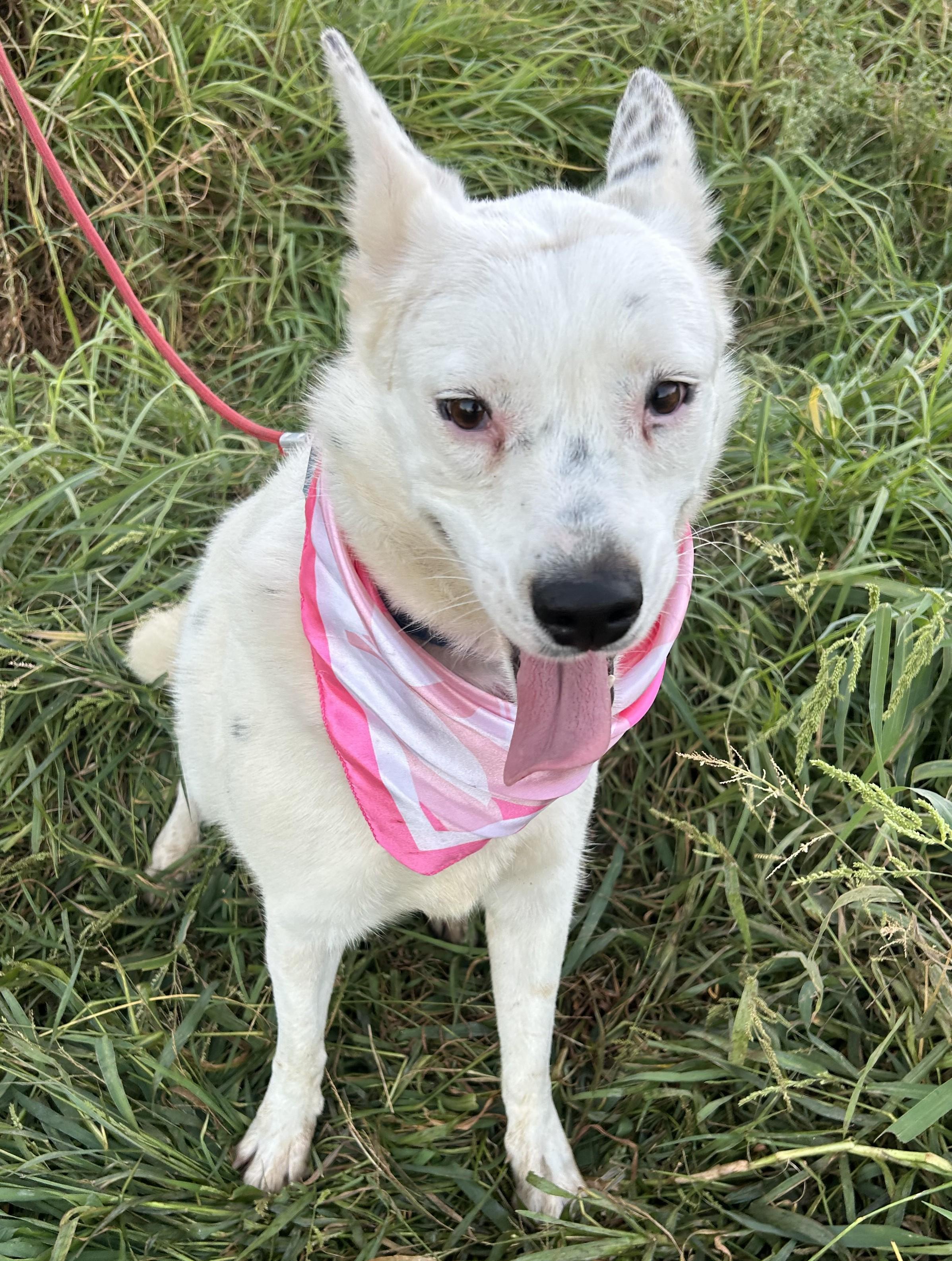 Enlarge BELLA, a Adoptable mixed breed in Bell Gardens, CA image 5/6