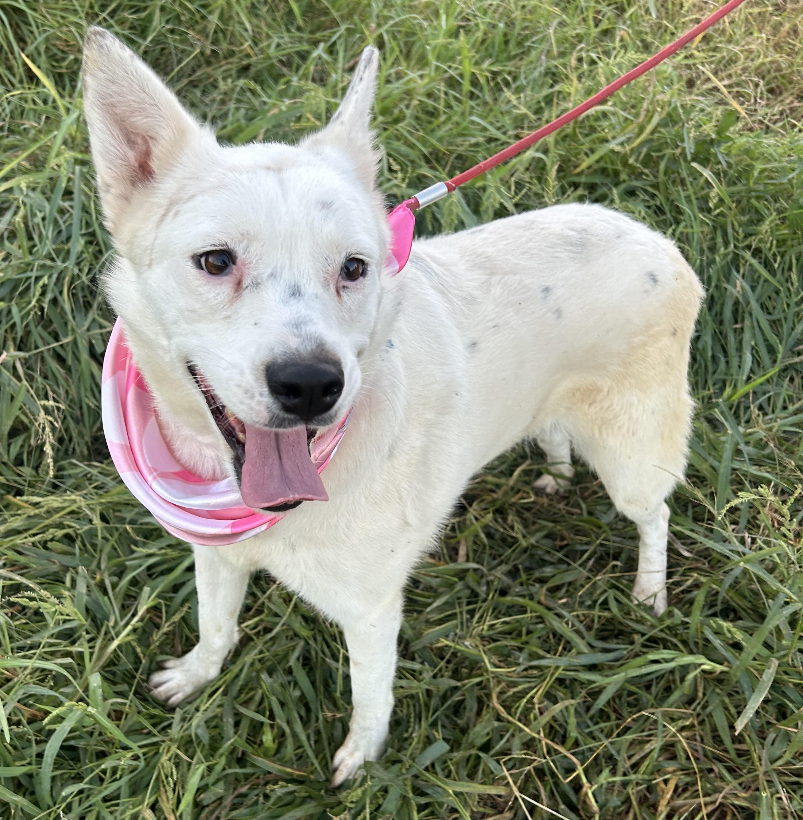 Enlarge BELLA, a Adoptable mixed breed in Bell Gardens, CA image 1/6