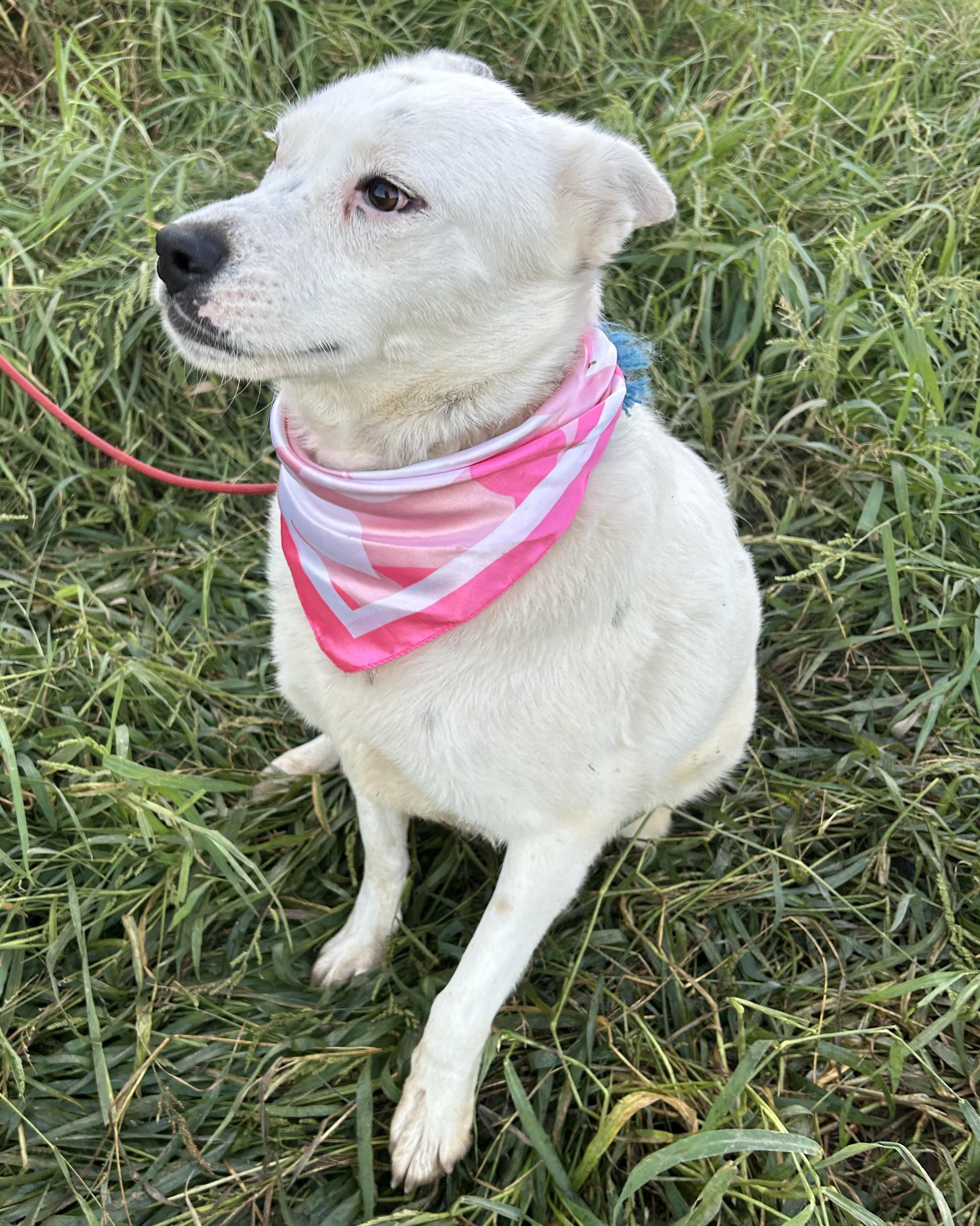 Enlarge BELLA, a Adoptable mixed breed in Bell Gardens, CA image 3/6
