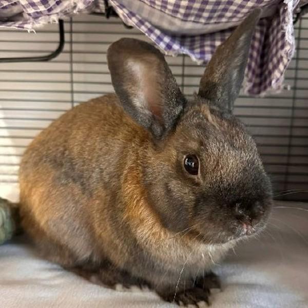 Enlarge Dumpling, a Adoptable mixed breed in Oakville, ON image 1/1