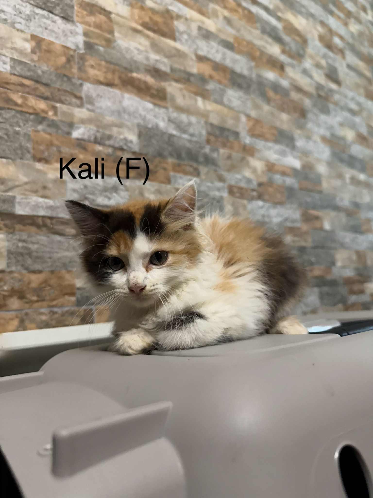 Kali